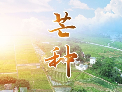 今日芒种
