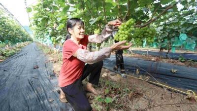 高甜预警！梅县这个村40亩葡萄成熟了，等你来开启“甜蜜时刻”