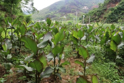 荒地复耕披绿衣！兴宁市罗岗镇多举措推进撂荒地蝶变“致富田”