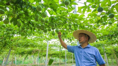 蕉岭百香果迎来丰收季！峰口村民：“甜蜜事业”比蜜甜