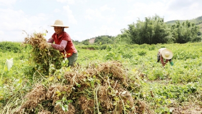 昔日撂荒地结出丰收“豆”！梅县区畲江镇成山村花生基地喜获丰收 