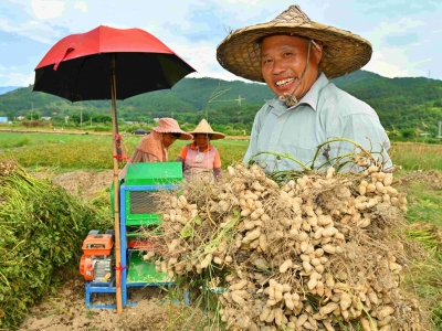 走进乡村看小康丨平远县东石镇：甜花生造就好丰景