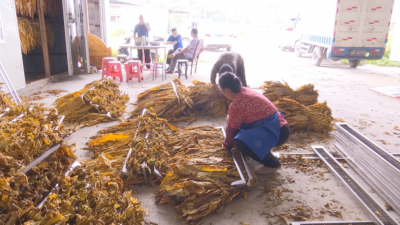 今年烟叶收购价格提高5%！片片“黄金叶”铺就蕉岭烟农“致富路”