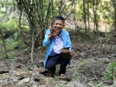 小灵芝撑起农民“致富伞”！平远三达村灵芝迎来丰收季
