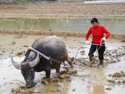 漫笔丨怀念牛耕时代