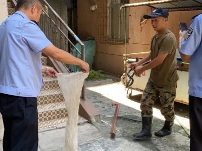 吓人！梅城一居民楼惊现剧毒银环蛇！专业人士及时捕捉