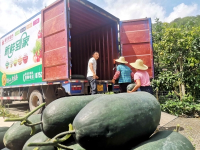 毛瓜销售困难？这家企业直接上门收购！