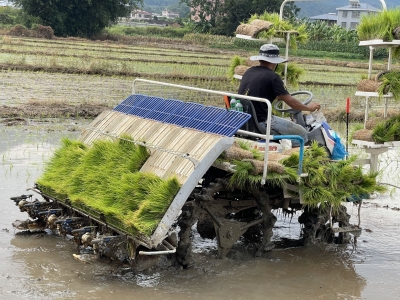 听！机声轰鸣，那是蕉岭的“莳田”季！