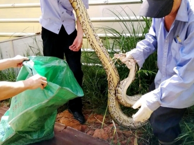 嘶嘶嘶~五华一鸡棚内惊现蟒蛇，有小腿那么粗...