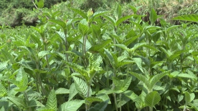 平远湍溪：仙人草变身“致富宝”，助农奔小康！