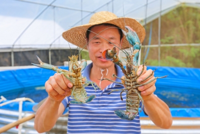味蕾冲击！梅县清连村澳洲淡水龙虾陆续上市，个头有半个手掌大！