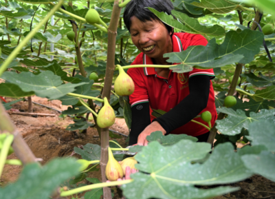 平远黄沙村的“致富果”，熟了！
