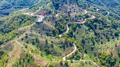 丰顺高山茶，你细品！这里，还有高山茶产业的故事，给你道来~