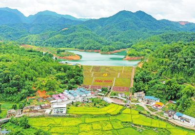 寿乡蕉岭·桂花