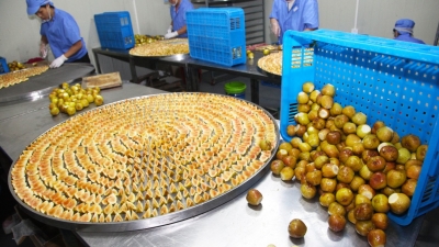 集中“发糖”！从鲜果到制品，记者带你实地解密无花果干制作过程~