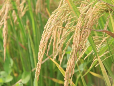 尖峰笔丨端起种田金饭碗迈向振兴新征程