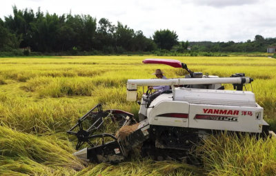 你回家割禾了吗？五华早稻快割完了，晒谷场等你
