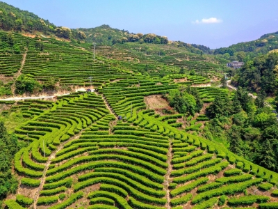 梅州23个茶产品获奖！“粤茶杯”第十四届广东省茶叶质量推选活动获奖名单公布