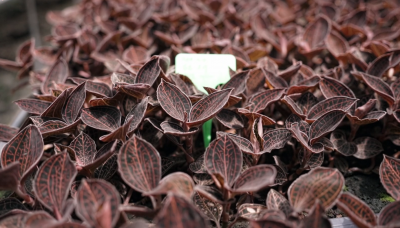 梅州V视丨雁归来金线莲，您生活中的养生伴侣！