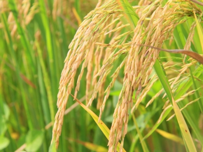 蕉岭大米特色农产品优势区入选广东省特色农产品优势区名单