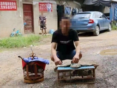 你抓画眉，警察抓你！