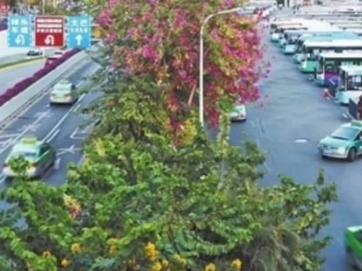 投诉少了！他们为何点赞广东的士？丨“九大行动”进行时③