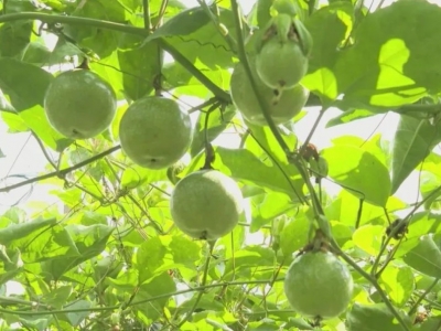 颗颗"黄金果"！平远八尺百香果迎来丰收季 