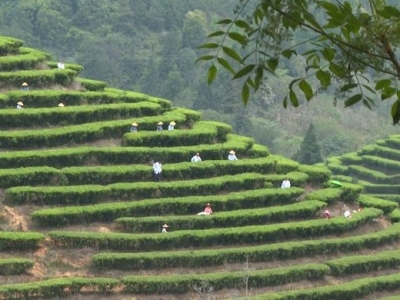 着力打响“合水茶”品牌，让小茶叶“撬动”乡村大振兴
