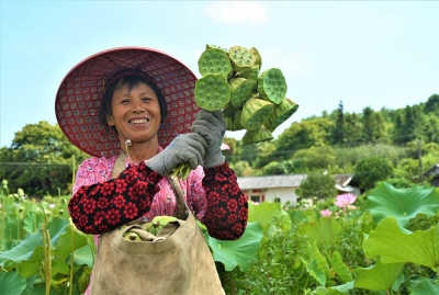 “以后的日子会越来越好！”百亩荷塘让村民收入“莲”绵不断