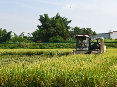 时评丨把好三个“关” 保障粮食安全