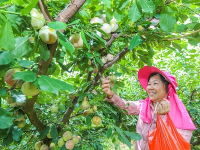 蕉岭县广福镇：探索推进乡村善治之路
