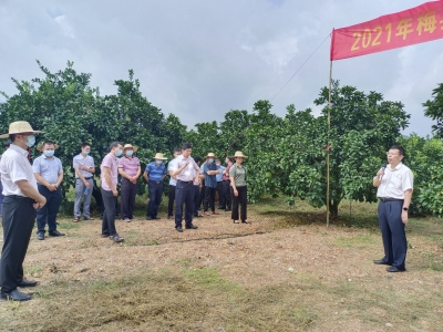 梅县区举行金柚中后期质量管理现场会，探讨金柚增产提质之道！