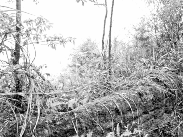 平远长田镇石角村的桌子寨