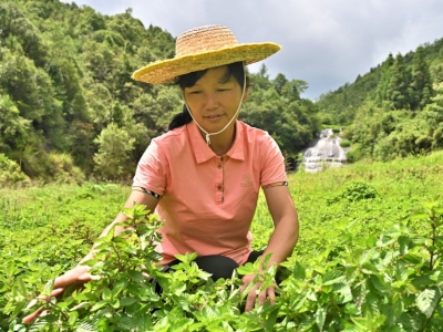 小小仙人草，成了“致富宝”！平远差干镇文丰村的田野喜获丰收