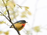 美好梅州丨生态·鸟天堂