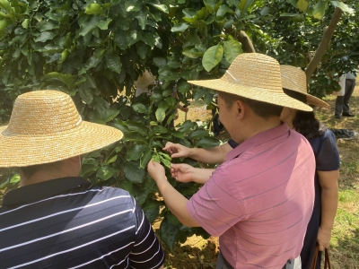 助力农业丰产丰收！梅县区开展农作物病虫害防治技术培训