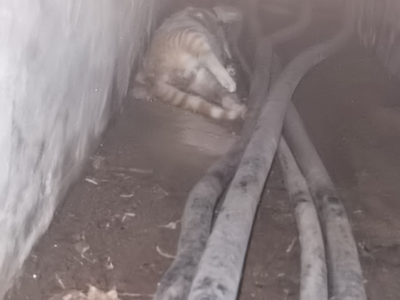 多只猫咪接连死亡！疑遭恶意投毒...