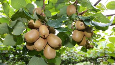 甜“猕”有约！平远仁居这里，百亩猕猴桃迎来丰收季~