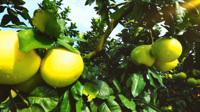 大埔蜜柚即将开采上市！预计产量约34.5万吨、产值约15.6亿元