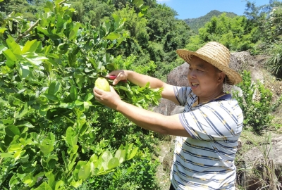 柠檬 很香！日子 很甜！丰顺才口村村民引种台湾香水柠檬，一派生机勃勃