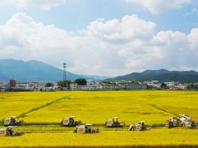 寿乡蕉岭·桂花