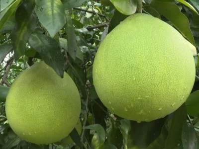 平远：“一村一品”赋能乡村振兴 撑起农民钱袋子