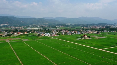 农田披绿装！又到插秧季，蕉岭8.21万亩水稻插秧已接近尾声