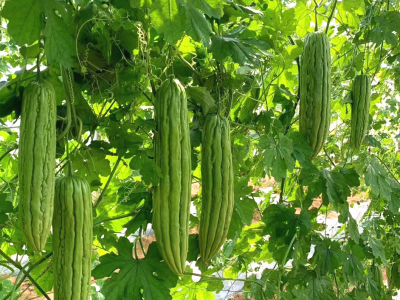 梅江白宫苦瓜上榜！广东省特色农产品优势区名单出炉