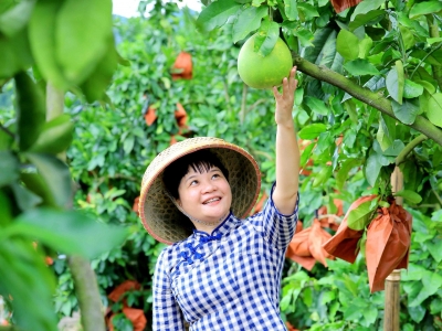 “柚农”丘牡香：把蜜柚推向全世界 帮更多的村民卖柚子