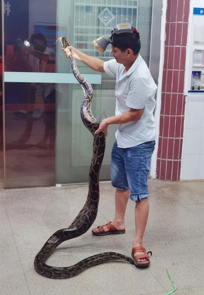 “庞然大物”凌晨入鸡场，民警捕获后放归山林