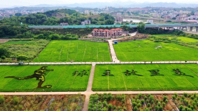 五华丝苗米产业园今日揭幕！
