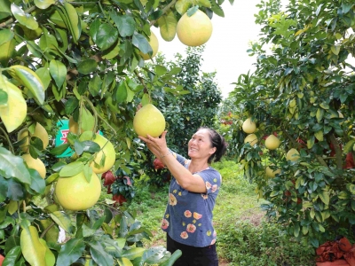 600亩蜜柚迎丰收！平远长田蜜柚成市场“抢手货”