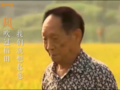 风吹过稻田，我们就想起您