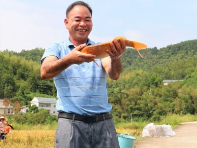 稻谷丰收也可坐收“鱼”利！平远“稻鱼共生”有一套